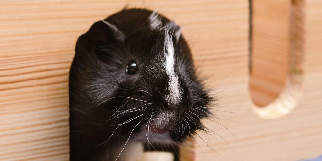 Bumblefoot & Foot Spurs in Guinea Pigs Treatment & Prevention