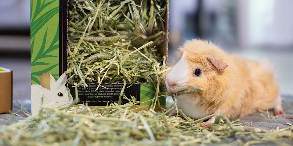 guinea pig eating oxbow's prime cut hay hearty and crunchy in a home setting