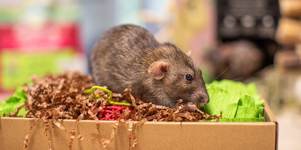Rat playing with Oxbow's Garden Dig Box