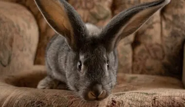 Young Flemish Giant rabbit on a sofa