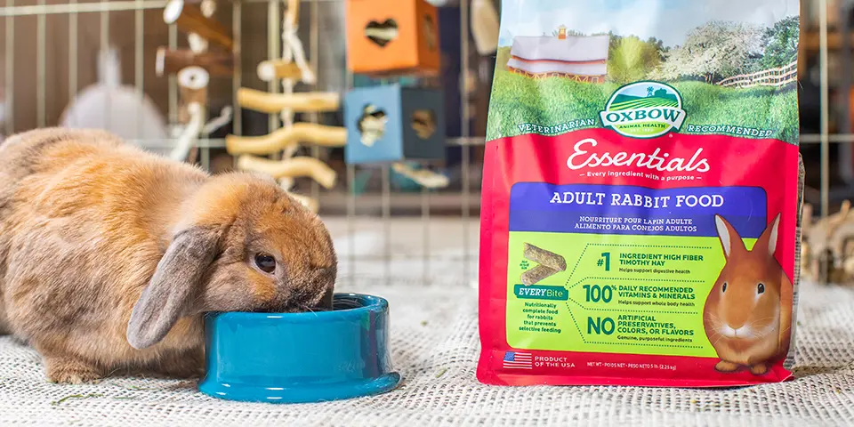 Rabbit eating Oxbow Essentials Adult Rabbit Food