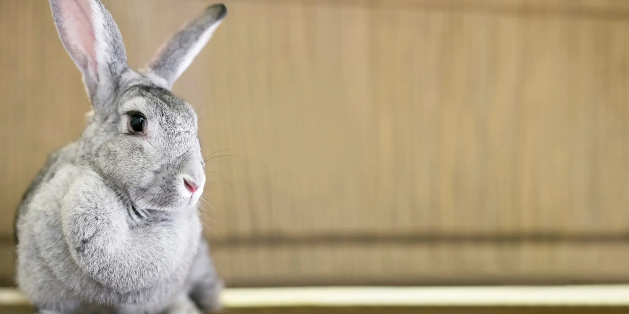 Essential Guide to Large Rabbit Breeds - Oxbow Animal Health