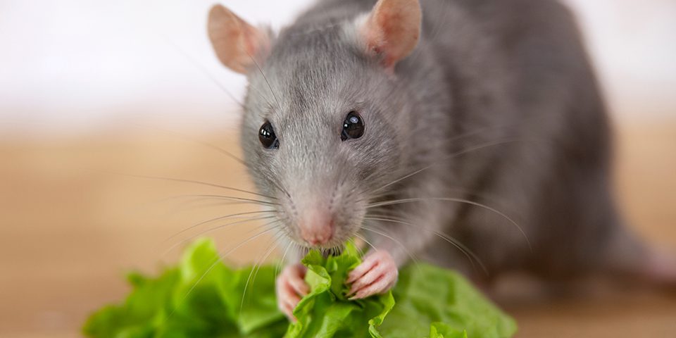 Domestic rat eating lettuce in a home setting
