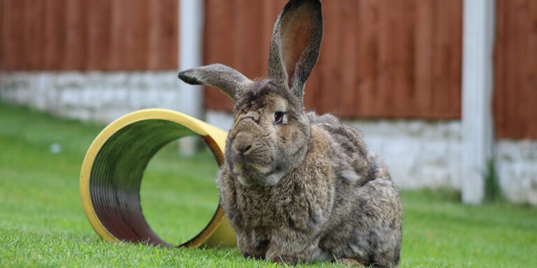 Essential Guide to the Top 13 Largest Rabbit Breeds - Oxbow Animal Health