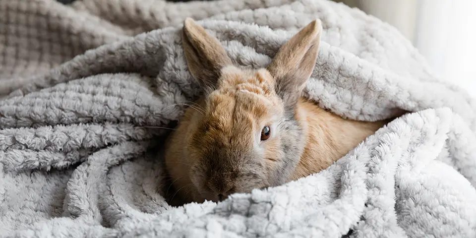 Pet Rabbit Snuggled Up In a blanket