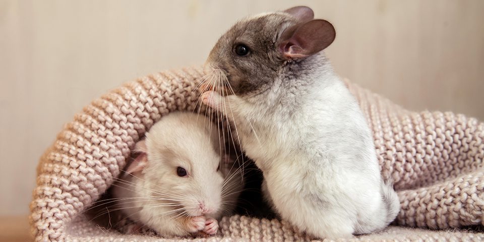 Two chinchillas in a home setting