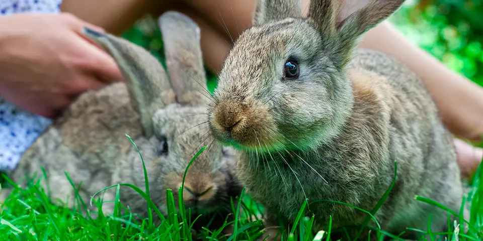 Two young rabbits in an outdoor setting