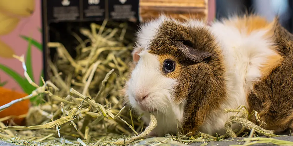 Guinea pig eating Oxbow Prime Cut Hay Soft and Lush in a home setting.