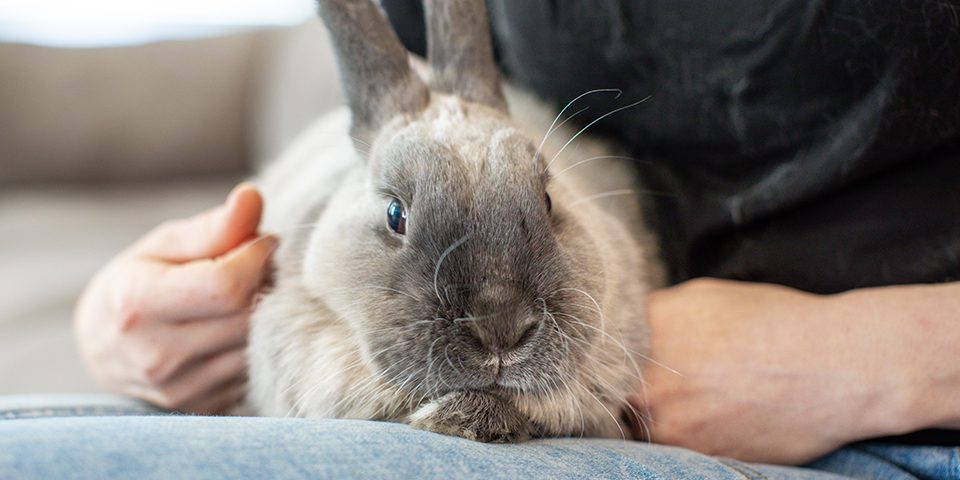 Rabbit relaxing with pet owner in a home setting
