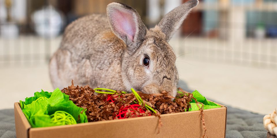 Rabbit playing with Oxbow's Garden Dig Box in a home setting
