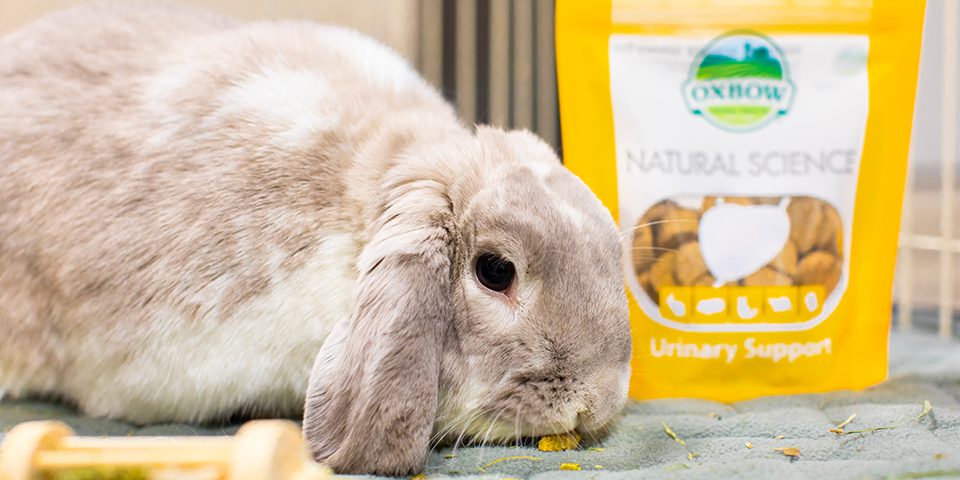 Rabbit eating Natural Science Urinary Support Supplement