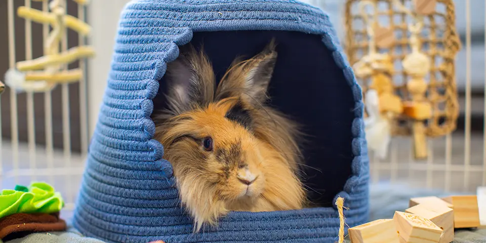 rabbit relaxing in Oxbow Enriched Life large woven hideout