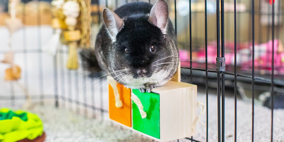 Chinchilla standing on Oxbow Enriched Life Pull n Seek