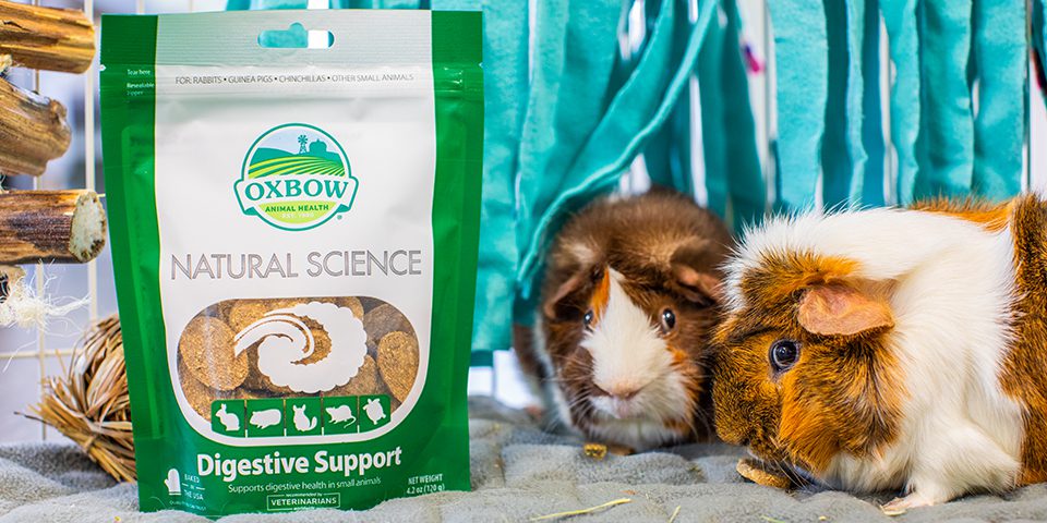 Guinea pigs eating Oxbow Natural Science Digestive Support