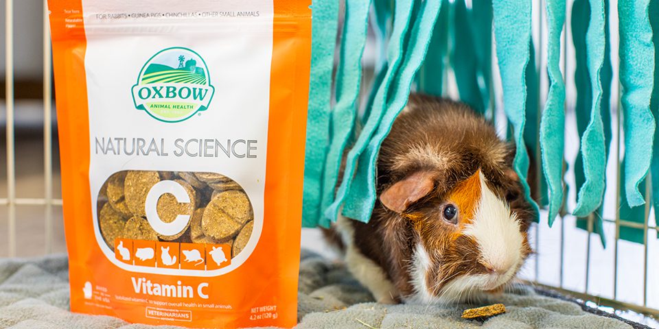 guinea pig eating Natural Science Vitamin C