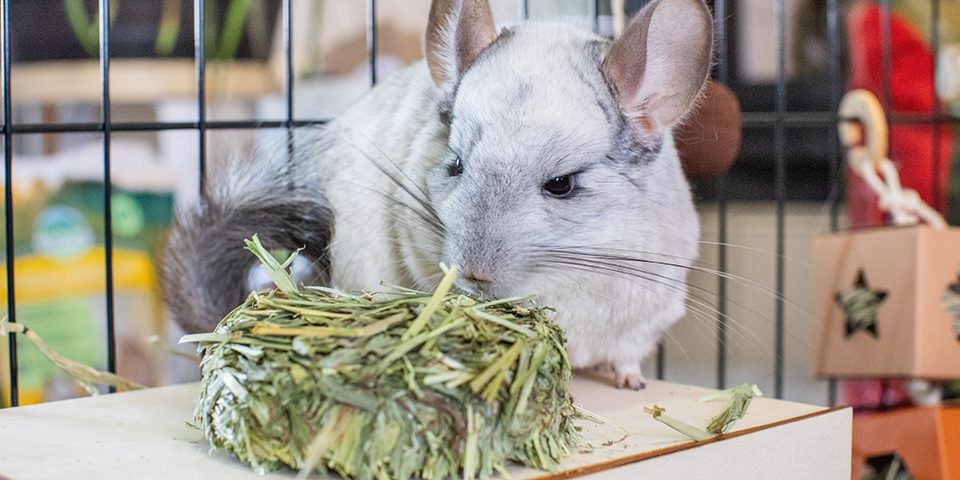 White chinchilla eating an Oxbow Harvest Stack
