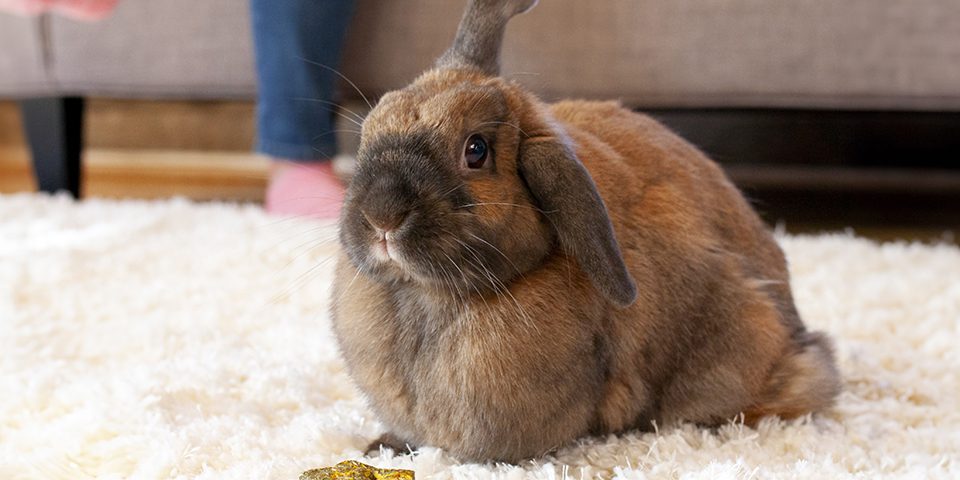 Brown rabbit in a home setting