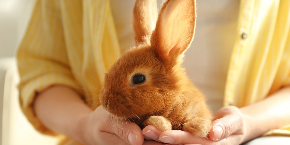 Woman with a young rabbit in a home setting