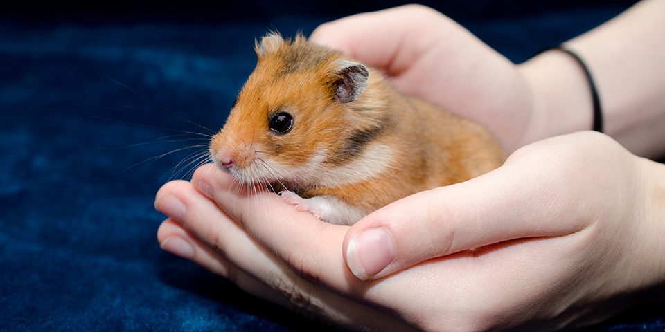 Hamster being held appropriately in a home setting