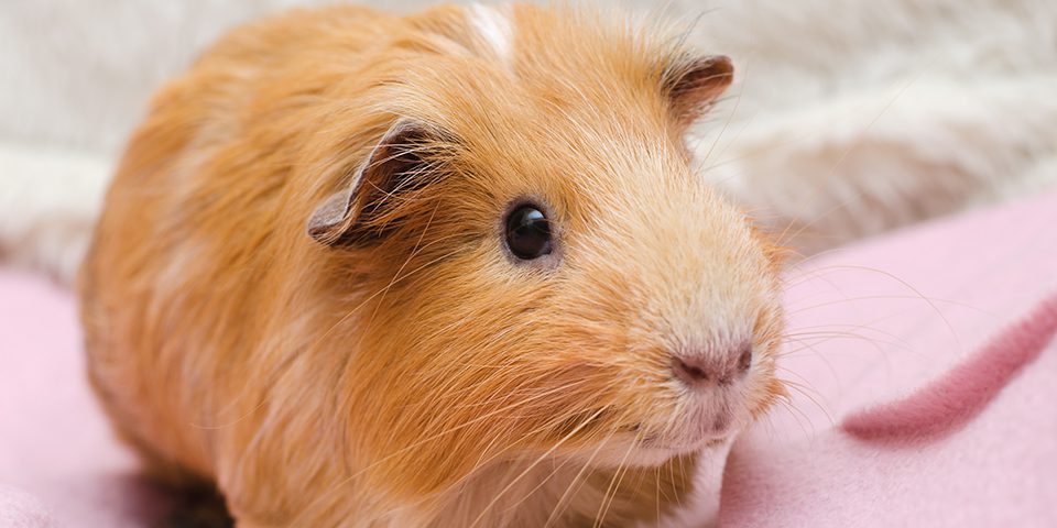 Portrait of a guinea pig on pink blanket