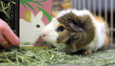 Guinea Pig eating Oxbow Soft and Lush Prime Cut Hay in a home setting