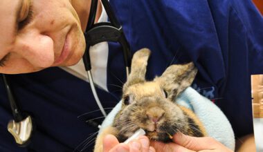 Veterinarian syringe feeding a rabbit