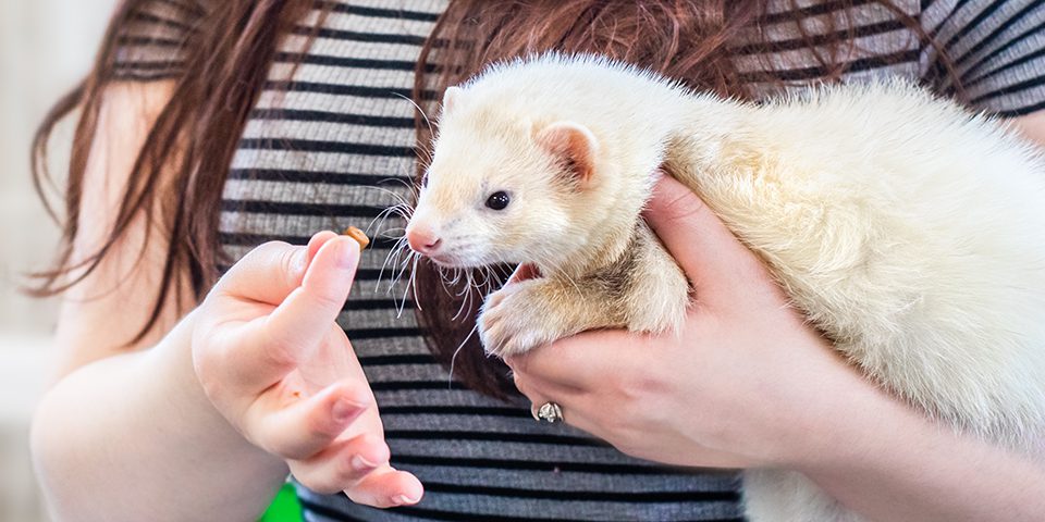 Ferret and pet parent in a home setting
