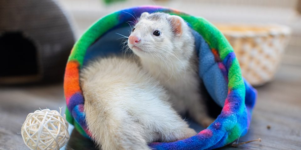Ferret in a Large Cozy Cave from Oxbow