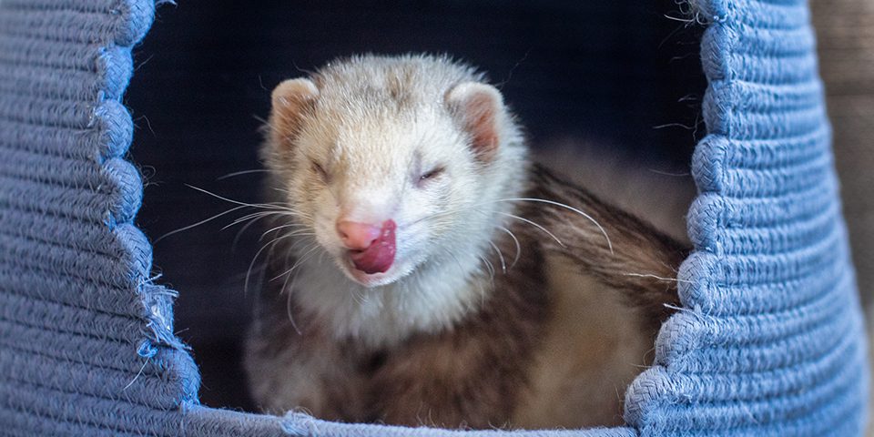 Ferret eating delicious food and licking his lips