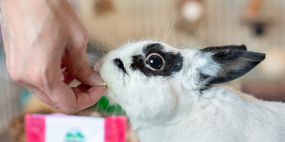 Rabbit eating Natural Science Papaya Support