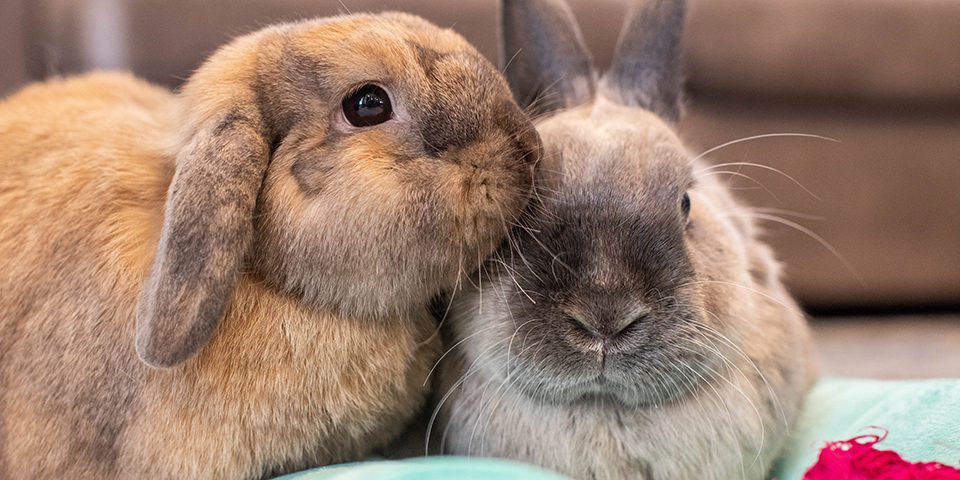 Two rabbits bonding