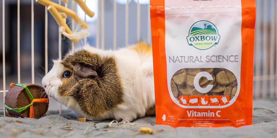 Guinea pig with Natural Science Vitamin C