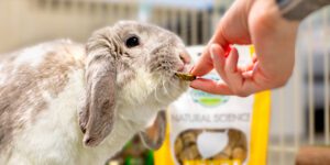 Rabbit being offered Natural Science Urinary Support