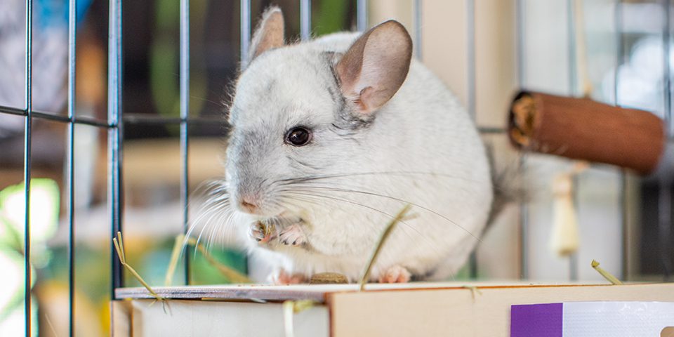 Chinchilla eating Natural Science supplement