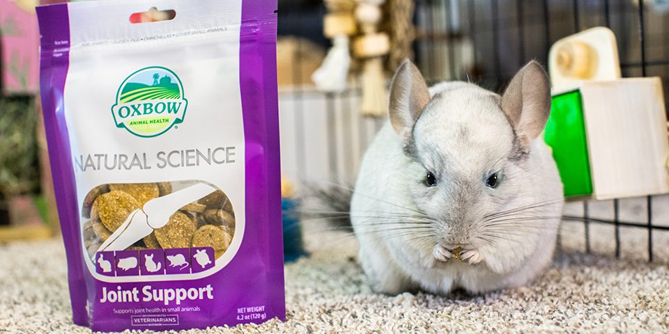 Chinchilla eating Natural Science Joint Support