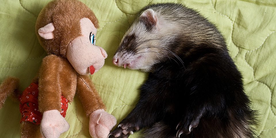 Ferret and toy monkey in a home setting