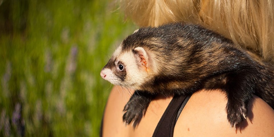 Ferret with pet owner outside