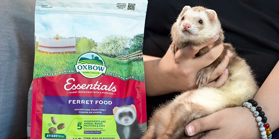 Ferret with Essentials Ferret Food bag