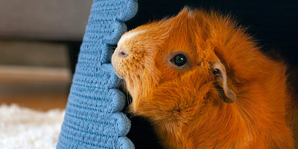 Guinea pig in an Oxbow large woven hideout