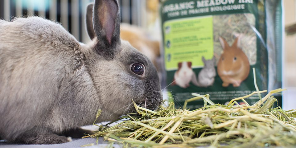 Rabbit eating Oxbow Organic Meadow Hay