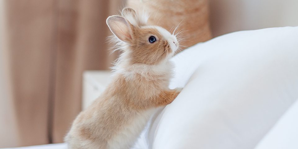Rabbit in an indoor setting
