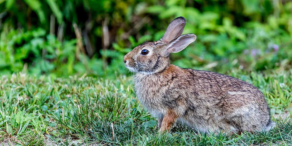 brown wild rabbit in the grass
