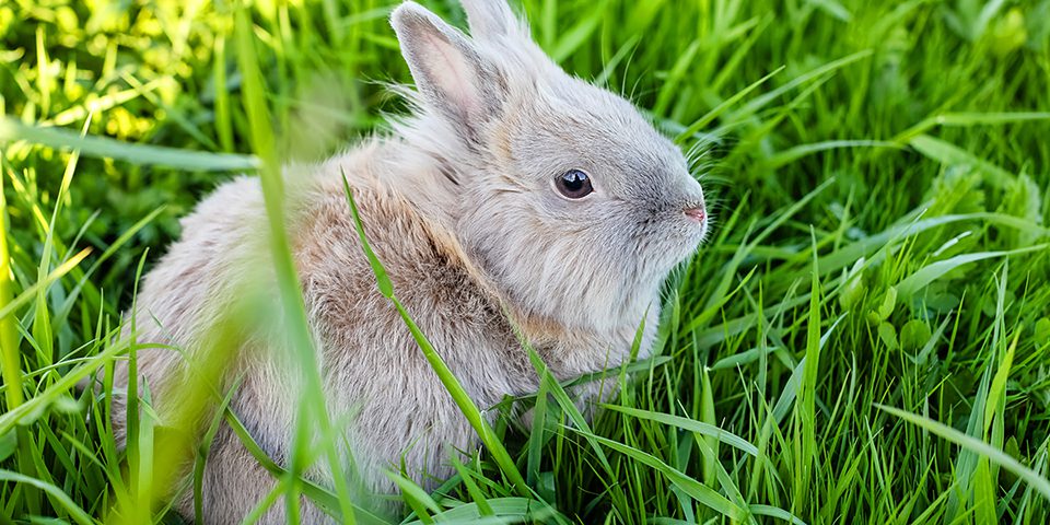 Rabbit in a patch of grass
