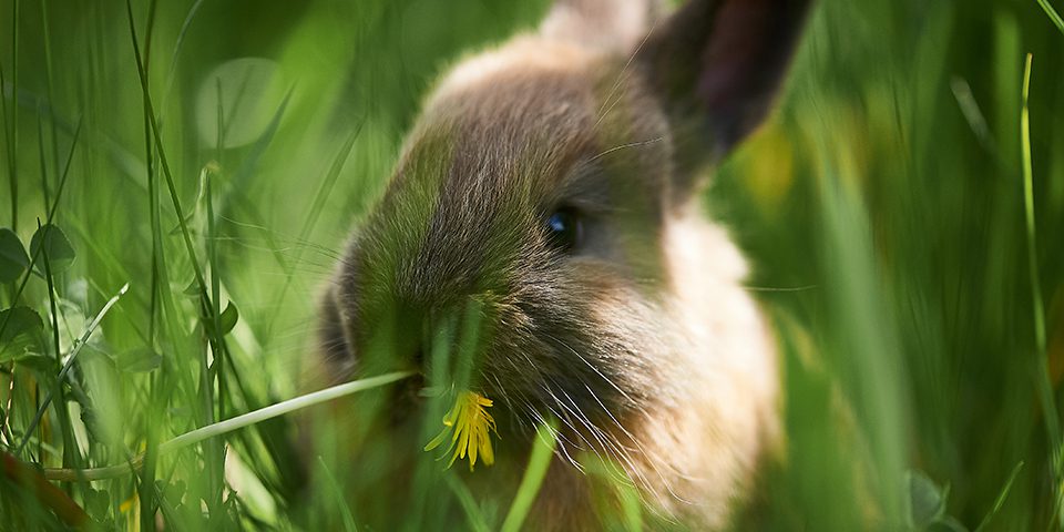 Rabbit in an outdoor setting
