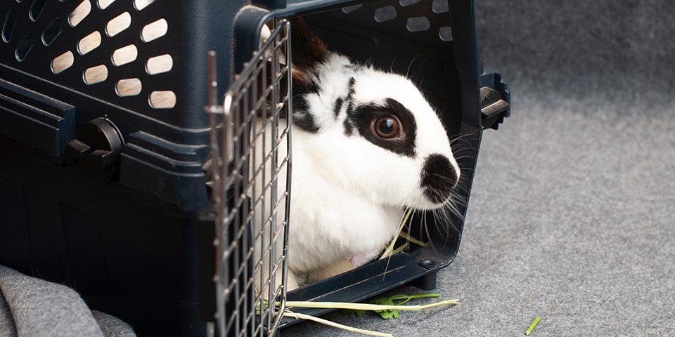 Black and white pet rabbit relaxing in a pet kennel with the door open against a gray fleece background before coming out to play