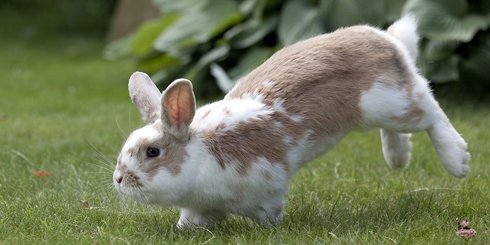 Rabbit playing outdoors