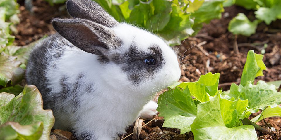 Rabbit in a garden patch