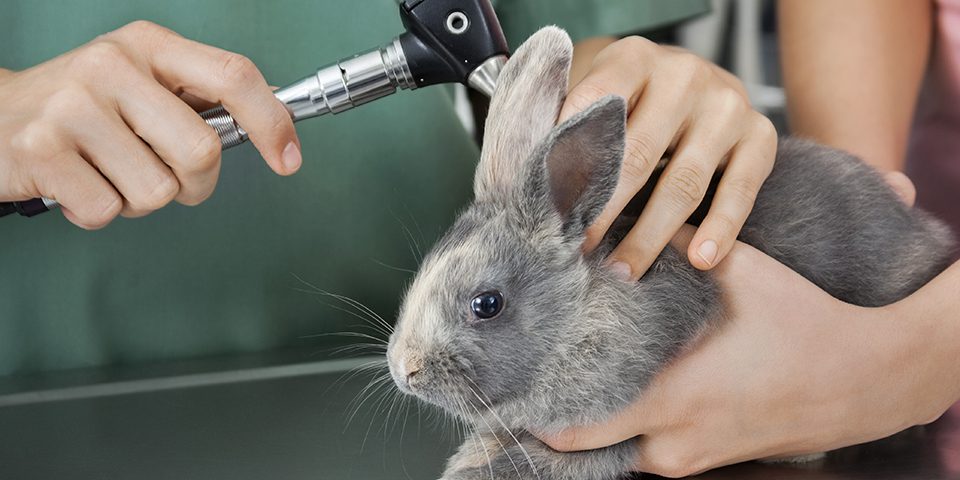 Rabbit getting a checkup at the veterinarian