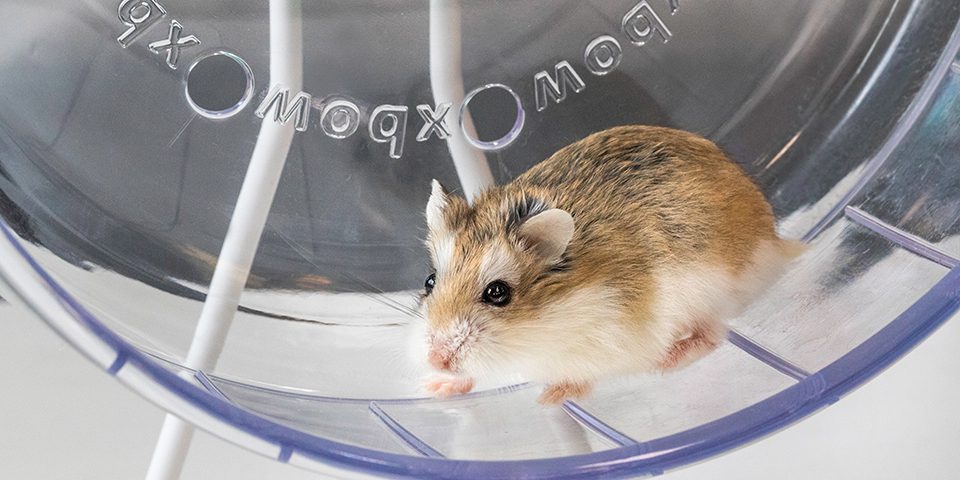 Small hamster running in an Oxbow wheel