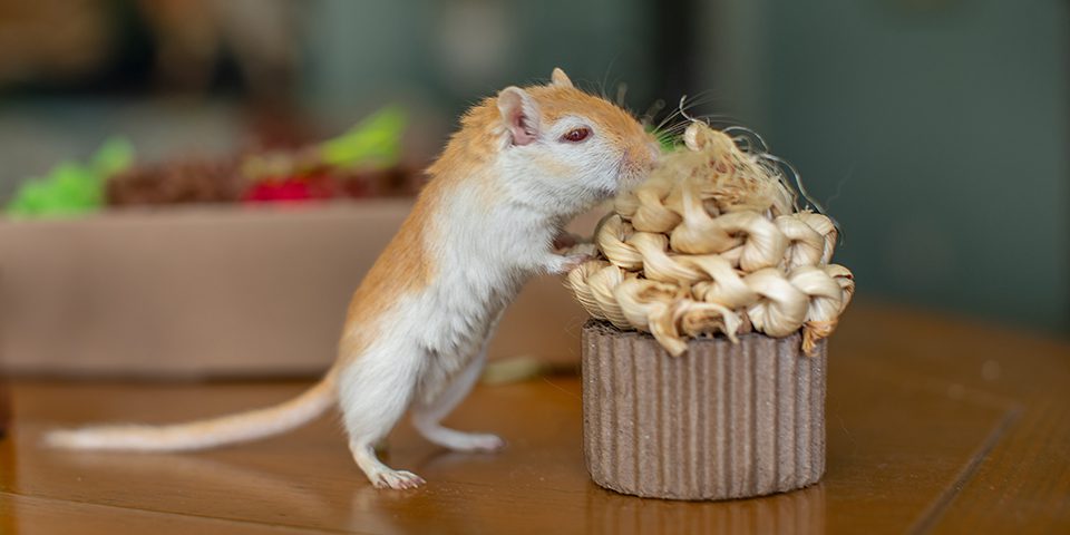 Gerbil chewing on Oxbow's Celebration Cupcake